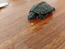 富龟龟宝家养宠物龟金线草龟活体小乌龟长寿龟深水龟金线龟墨龟草龟苗 精品墨龟3-4厘米（1只） 实拍图