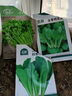 寿禾 香菜种子苗小叶春四季盆栽菜种籽 潍丰小叶香菜种子15g约2900粒 实拍图