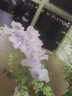 悦多彩优质水养鲜切花 母亲节三八节花束 昆明基地现采直发顺丰生活鲜花 剑兰 10支 （随机色） 实拍图