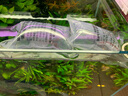 噢水噢观赏虾活体水族淡水小动物鱼缸清洁除藻极火彩色观赏鱼水晶虾壹 品质樱花40送10只备损 实拍图
