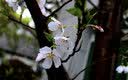 佳能/Canon 600D 700D 750D 760D 800D 850D新手学生入门旅游高清二手单反相机 750D+18-55 IS STM【套机】 准新 实拍图
