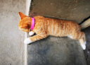 养只宠物（YOUNGER PET）猫咪狗狗脖圈跳蚤圈体外驱用品宠物狗猫咪项圈猫狗跳蚤虱子用品 狗用项圈【长38CM】（2个装） 狗用 实拍图