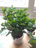 卉轩居正宗清香胡椒木盆栽花卉室内外驱蚊草植物树苗老桩盆景九里香绿植 3年苗清香胡椒木驱蚊（原土无盆） 实拍图