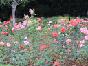 佳能/Canon 60D 70D 80D 77D 90D 二手单反相机 半画幅中端级数码相机 70D+18-135 IS 非召回批次 99新 实拍图