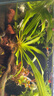 疯狂水草竹节草水草植物净化水质懒人鱼缸造景套餐直接入缸真水草种植环 【赛级精品】南美绿青竹 实拍图