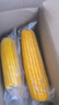 东北农嫂黄糯玉米软糯香吉林原产粘玉米真空低脂饱腹粗粮代餐 【免切免洗】黑糯玉米段2kg约15段 实拍图
