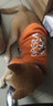 喵先生宠物狗狗衣服小型犬泰迪衣服冬季猫咪狗衣服小狗衣服透气两脚卫衣 平安暴富款XL码（10-13斤） 实拍图