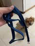 宠德多狗绳小型犬背带狗狗牵引绳狗绳子遛狗绳泰迪博美柯基 蓝色 M（18-30斤狗狗） 实拍图