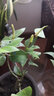 盆栽茶花苗 山茶花苗绿植花卉盆栽四季好养茶花树苗盆栽耐寒花卉观花植物室内花卉绿植开花不断 不含盆 正西施  2年苗 实拍图