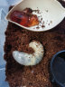 宠以沫（CHONG YIMO）独角仙幼虫宠物大个体甲虫活物活体包活 饲养套餐 晒单实拍图