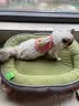 KimPets宠物狗窝四季通用可拆洗狗床夏季狗垫子中小型犬狗狗夏天睡窝猫窝 升级珊瑚短毛绒【4D高回弹海绵】耐抓咬-绿色 M【50*40cm适合5斤内宠物】 实拍图