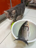 昆虫逗猫棒猫玩具网红逗猫玩具自嗨神器猫咪玩具耐咬替换头啃咬解闷猫咪用品 仿真昆虫-灵动蜻蜓（店长推荐） 实拍图