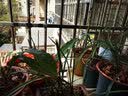 圣比莱自产自销宜兴精品紫砂盆透气大口径兰花盆多肉花盆君子兰盆栽花盆 兰之恋【一大一小】 尺寸如图 实拍图