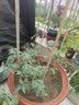 大禹菜苗秧蔬菜苗子大全活苗带土种子苗秋季西红柿盆栽圣女果秧苗阳台 铁皮柿子草莓番茄苗6棵带土秧苗 实拍图