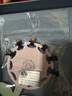 Royal sasa皇家莎莎时尚水钻小抓夹12件套装花朵发饰迷你刘海发抓发夹刘海夹 香槟色CP 实拍图