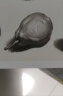 《经典素描静物》铅笔美术绘画书籍杨建飞联考线描技法结构诀窍照片临摹临本从自学到精通画画初学 实拍图