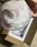 暮秋小主豹纹守宫活体小蜥蜴活物异宠温顺可爱入门新手柠檬霜橘子苗爬宠 奶牛肥尾守宫（幼苗亲人） 实拍图