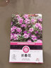 花沃里长春花种子约500粒 花卉种子盆栽阳台种菜土四季草籽阳台庭院田间 实拍图