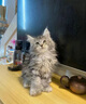 佳朔 纯血统大体缅因猫活体幼猫宠物猫大型缅因库恩猫温顺家养宠物猫 宠物级 【棕虎斑缅因】 实拍图