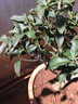 绿丝绦桂花树盆栽四季开花盆景室内庭院阳台开花树苗耐寒绿植花卉树苗 金桂 6年苗 实拍图