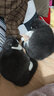 派得猫砂  原味豆腐猫砂活性炭混合猫砂多规格易可冲厕所 活性炭豆腐混合猫砂2kg*8袋 实拍图