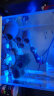 森森 超白玻璃一体小鱼缸HNE300款（长30cm）小型桌面水族箱免换水金鱼缸 八色可定灯光+喂食口 观赏性水族箱 实拍图