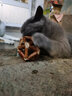 华元宠具Hoopet猫咪磨牙棒自嗨解闷木天蓼猫薄荷球磨牙猫玩具小猫逗猫棒 【单个】木天蓼玲珑球-薄荷球L 实拍图