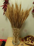 爱满（AIMAN） 天然麦穗干花花束送人新店开业大麦礼物客厅田园装饰拍摄道具 原色麦穗100支 实拍图