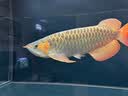 EHEIM鱼缸加热棒水草缸乌龟缸淡海水自动恒温棒水族箱恒温器防爆加热器 400W 可调温(新款电子控温更精准)发顺丰 实拍图