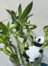 墨一 转运竹水培熊猫抱竹创意绿植节节高 6支转运竹+2个熊猫+花瓶 晒单实拍图
