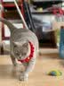 派得猫砂  原味豆腐猫砂活性炭混合猫砂多规格易可冲厕所 活性炭豆腐混合猫砂2kg*2袋 实拍图