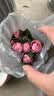花竹恋杜鹃花四季开花盆栽花卉绿植阳台办公室红掌室内盆栽盆景大型绿植 飘香藤 含盆栽好发货高度40厘米左右 实拍图