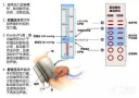 中医妇科学考点速查速记/全国中医药行业高等教育“十三五”规划教材配套用书 实拍图