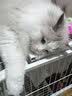 阿莫尔宠物猫窝秋冬季保暖房子型小型犬猫泰迪博美可拆洗小狗窝宠物狗屋 动物深灰色(带手提窝款) M-建议10斤内 实拍图