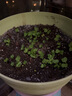 元井汇（YUANJINGHUI）蔬菜种子四季播盆栽阳台庭院香菜生菜菠菜小葱简单秋易种籽孑大全 四季小白菜（约1800粒） 实拍图