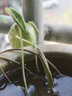 鑫意碗莲种子室内盆栽荷花种子睡莲四季开花水培碗莲花卉种子植物种子 试栽种子30粒【其它不含】 不含盆 实拍图