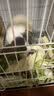安迪优美兔子兔兔窝 龙猫天竺鼠荷兰猪草窝 保暖草垫  草窝兔子兔兔窝龙猫 大号拱形草窝 实拍图
