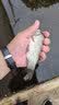 威拓森（weituosen） 鱼线主线组套装绑好主线组合绑好鱼线套装钓鱼线组台钓鱼具配件 4.5米【子线夹款】5卷 1.5号 实拍图