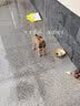 康贝尼狗牵引绳304不锈钢狗链马犬德牧防咬狗绳小中大型犬栓狗宠物用品 2mm粗1.6米长（10斤内小狗） 实拍图