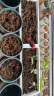 德沃多肥料植物营养土通用40L养花土种菜花卉盆栽多肉种植土有机基质土壤 实拍图
