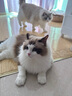 弗列加特 98%高肉含量 FPMR生骨肉全价主食猫罐头 成猫幼猫通用主食罐湿粮 【磷虾油美毛】牧野牛肉味 95g*30罐 实拍图