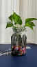 盛世泰堡 北欧玻璃花瓶插花瓶干花满天星仿真花客厅装饰摆件 透明色18cm 实拍图