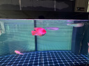 森森（SUNSUN）鱼缸潜水灯变色LED灯七彩照明水族箱造景灯龙鱼防水灯管 150cm双排灯红色24W（带独立开关） 实拍图