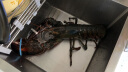 渔传播【活鲜】加拿大鲜活波士顿龙虾1.4-1.5kg/只波龙海鲜源头直发 实拍图