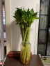 若绿 富贵竹水培植物花卉盆栽 室内客厅转运绿植 办公室桌面好养 龙竹高50厘米10支 实拍图