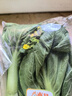 东升供港迟菜心300g嫩甜菜心清炒火锅食材 广州蔬菜新鲜配送 实拍图