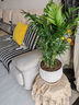 看匠 散尾葵盆栽 凤尾竹室内客厅大型绿植袖珍椰子夏威夷盆景富贵叶子 高度50厘米左右10棵 不含盆 实拍图