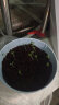 IAM City Farmer罗勒DIY植物种植趣味盆栽厨房香料种子四季种植儿童种植好种易活 晒单实拍图