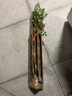 格秀洁凌霄花苗凌霄花树苗庭院爬藤植物凌霄苗老桩大盆栽绿化攀爬紫藤苗 黄色凌霄5年苗（当年开花） 苗 实拍图