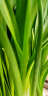 惜林园 正宗漳州水仙花 水培植物水养花卉 冬季室内盆栽球根 水仙种球漳州种球10粒 实拍图